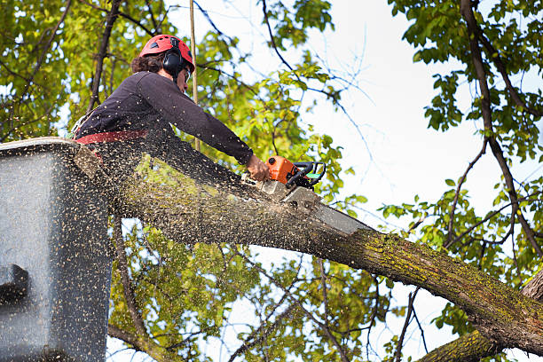 Dead Tree Removal in Candlewick Lake, IL